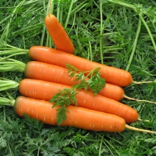 Морковь Навал F1