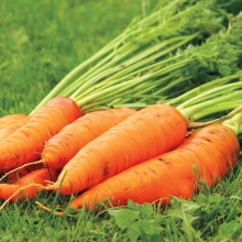 Морковь Польская Короткоплодная (большой пакет)