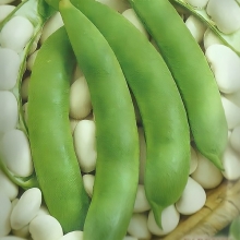 Фасоль Московская белая зеленостручная 556