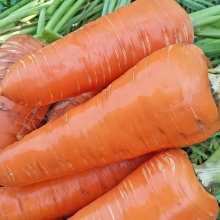 Морковь Московская зимняя А 515 (драже)