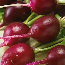 Редис Мулатка