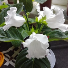 Глоксиния Мультибеллс Белая F1