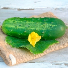 Огурец Муравей F1