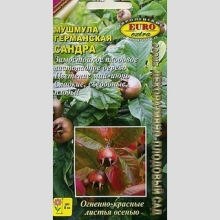 Мушмула Сандра (германская)