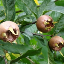 Мушмула Сандра (германская)