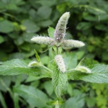 Мята Длиннолистная