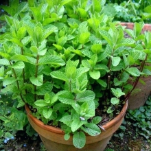 Мята Холодок перечная