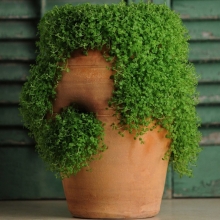 Мята Изумрудный каскад (корсиканская)