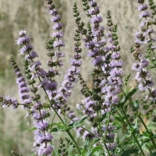 Мята Медовая пасека (колосистая)