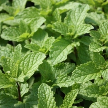 Мята Мохито (перечная)
