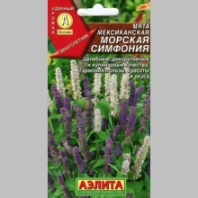 Мята Морская симфония (мексиканская)
