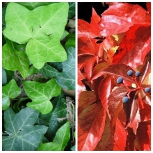 Смесь Живая изгородь (плющ/виноград)