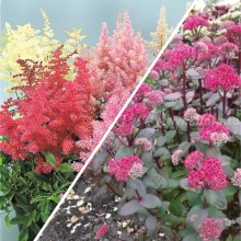 Смесь Цветущий сад (Астильба/Седум) (большой пакет)