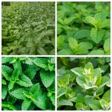 Мята лекарственная смесь видов