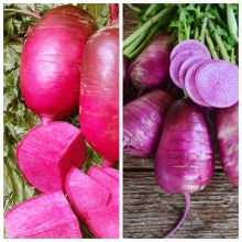 Дайкон Модный цвет F1 смесь