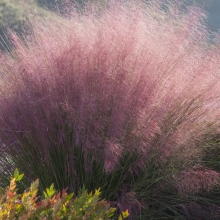 Мюленбергия Розовый Рассвет бесстрашная