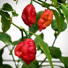 Перец Нага Морич Красный Super Hot (суперострый)