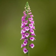Наперстянка Дотти F1 страстная роза
