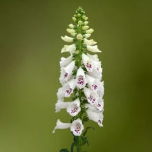 Наперстянка Дотти F1 белая