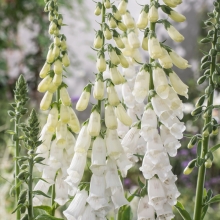 Наперстянка Карлик белый