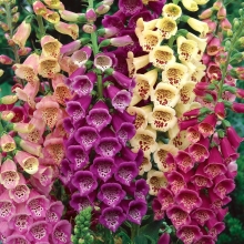 Наперстянка Цветные граммофончики, смесь сортов