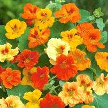 Настурция Мерцающие звезды смесь (низкорослая)