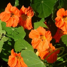 Настурция Абрикосовый эльф (плетистая)