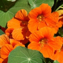 Настурция Апельсиновый мармелад