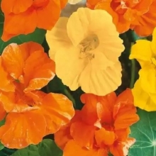 Настурция низкорослая Фаина (махровая смесь)