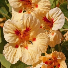 Настурция Клубника со сливками