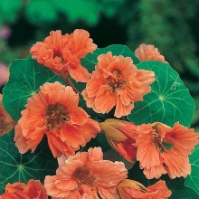 Настурция Спелый персик