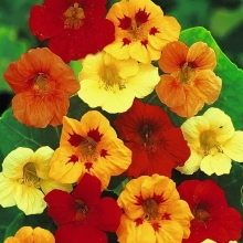 Настурция Тип Топ смесь