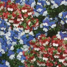 Немезия Натюрель смесь