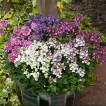 Немезия Seventh Heaven Mix (большой пакет)