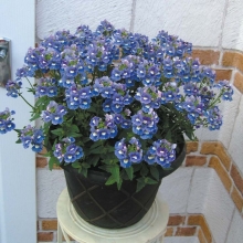 Немезия Синий алмаз (зобовидная)