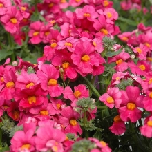 Немезия Соло красная