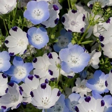 Немофила Сказочная Красотка