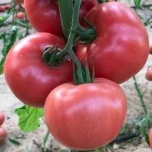 Томат Непас 3 Непасынкующийся Розовый