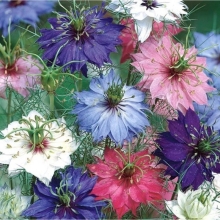 Нигелла Дамасская махровая смесь