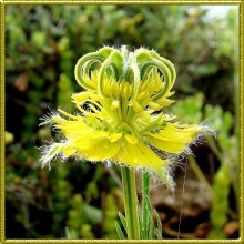 Нигелла Светлячок восточная