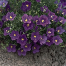 Нирембергия Черника