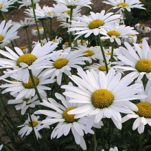 Нивяник Аляска (крупный)