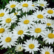 Нивяник Крупноцветковый Белый