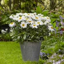 Нивяник Уайт Лион F1