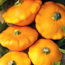 Патиссон НЛО оранжевый