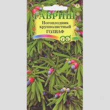 Ногоплодник Голиаф круглолистный