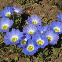 Нолана Чилийские колокольчики