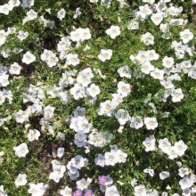 Нолана Белая птица