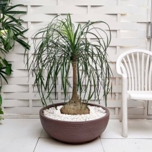 Бокарнея Бутылочное дерево (Нолина)