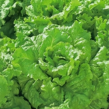 Салат Новогодний листовой